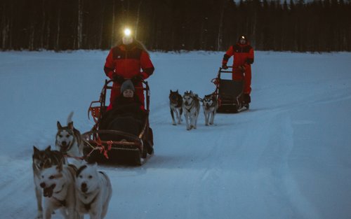 Hundeslædekørsel i Rovaniemi