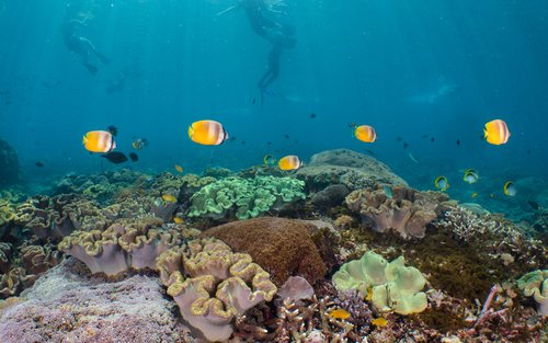 Amed Snorkeling Heaven with PADI 5 Star Center