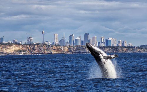 Sydney Whale Watching Cruise with Breakfast or Lunch