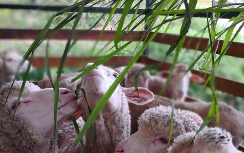 金马伦高原绵阳农场（The Sheep Sanctuary）门票