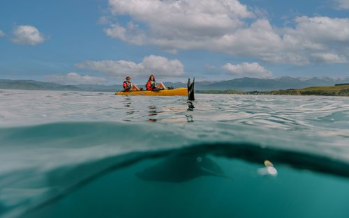  Kaikoura皮划艇观赏海豹体验