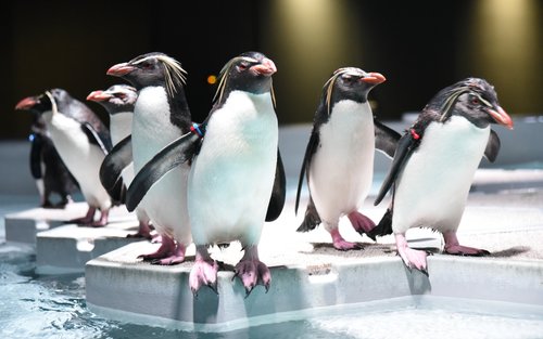 AOAO SAPPORO水族馆（北海道）