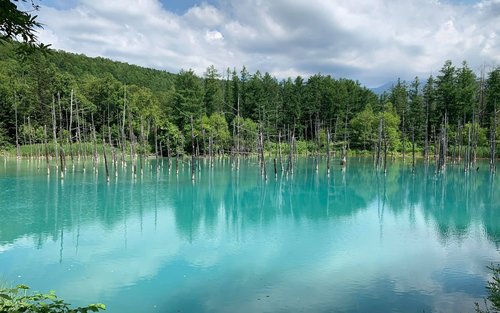 Shikisai-no-Oka & Forest Elf Terrace Small Group Tour