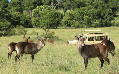 Ngorongoro Crater Full-Day Safari & Wildlife Experience