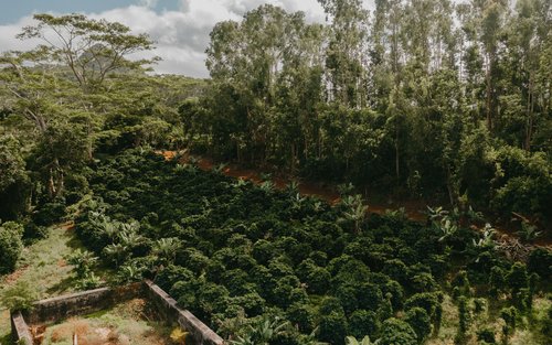 Mauritius Chamarel Vandfald & 7 Farvet Jord Halvdagstur med Kaffesmagning