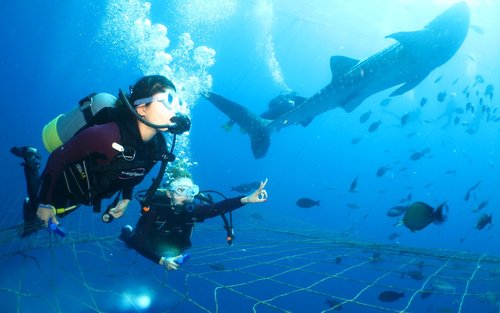 Esnórquel, buceo y experiencia de buceo divertido con tiburones ballena 
