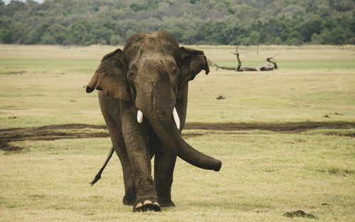 Minneriya National Park Half-day Wildlife & National Park Tour