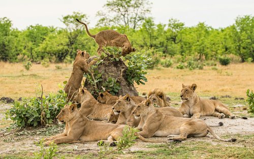 Tour guiado por el Parque Nacional de Nairobi, la Guardería de Elefantes y el Centro de Jirafas