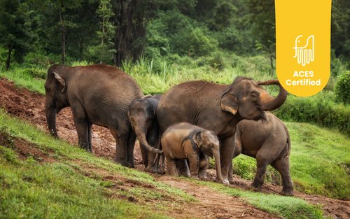 ประสบการณ์เยี่ยมชมปางช้าง Elephant Jungle Sanctuary เชียงใหม่