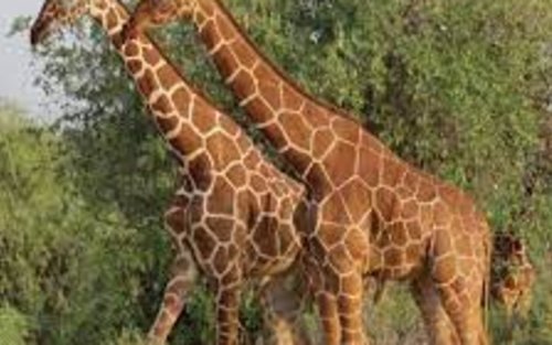 Afrika 5 Tage Samburu, Ol Pejeta & Aberdares Safari.