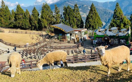 南投｜清境农场一日游｜台中出发