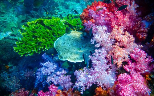 丽贝岛跳岛游（长尾船）