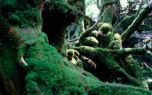 屋久島 日帰りプライベートツアー