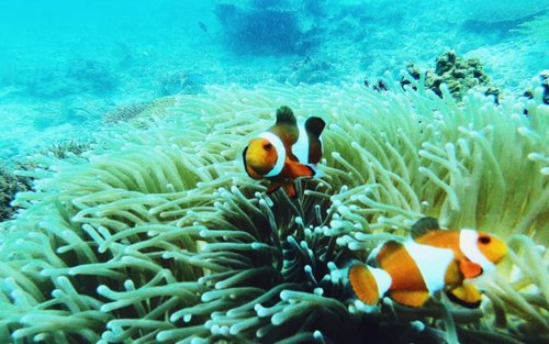 亞庇休閒潛水體驗（PADI 潛水中心）