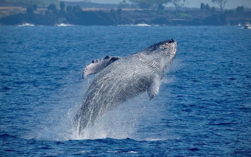 Whale Watching Experience in Kona 