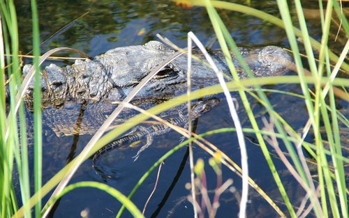 Miami Everglades Holiday Park Half-Day Wildlife Tour