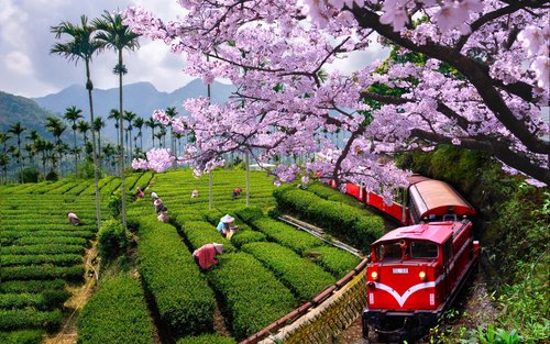 嘉义｜阿里山生态文化之旅｜高雄出发