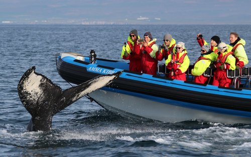 ballena jorobada
