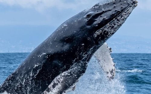 Observació de balenes i creuer amb dofins des de Newport Beach