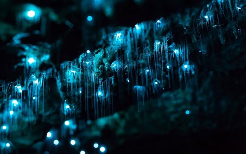 Glowworms, Waterfalls and Rainforest Tour in Byron Bay