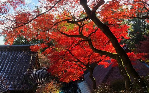 [Autumn Limited] Kyushu Maple Viewing Day Tour | Raizan Sennyoji Temple + Dazaifu + Daikozenji Temple + Fukuoka Tower | Mandarin, English, Cantonese Guides