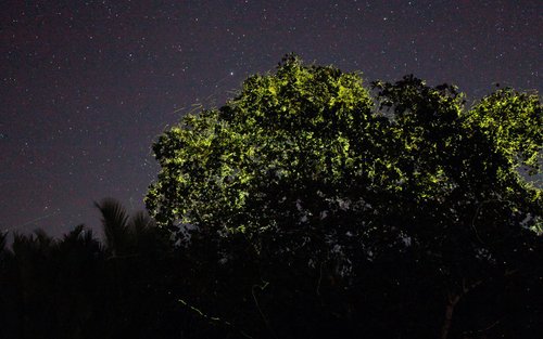 Vuurvliegjes kijken met South Farm Tour
