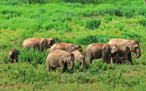 Hua Hin: Observació d'elefants a Kui Buri