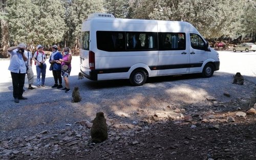 Middle Atlas and Ifrane National Park Day Tour from Fes