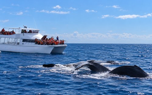 Okinawa Whale Watching: Choose from three departure locations: Naha, Chatan, or Motobu 
