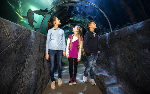 Entrada per a SEA LIFE Munic