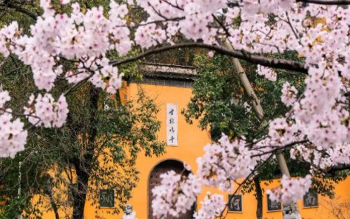 Nanjing City Cherry Blossom Chartered Tour