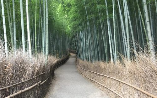 Kyoto Arashiyama & Sagano Bamboo Forest Half-Day Private Exploration