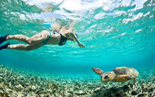 Excursion en bateau à l'île d'Apo : Sanctuaire des tortues marines et réserve marine