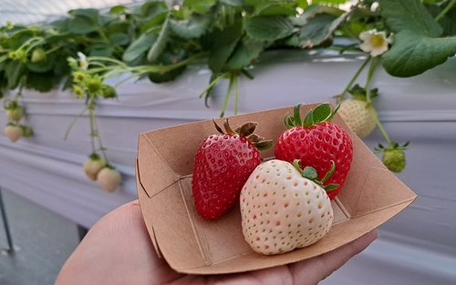 川越、伊香保溫泉一日遊：歷史巡禮＆採果樂