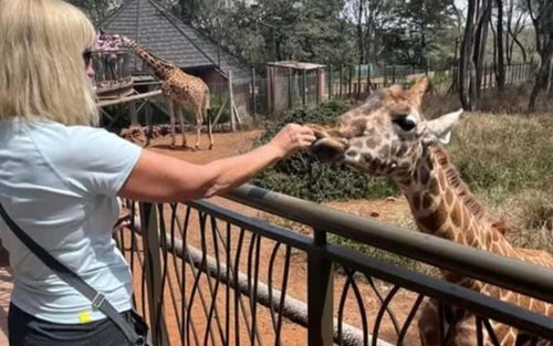 Mombasa: Ginabayang Paglalakad sa Kalikasan sa Gitna ng mga Giraffe