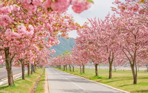 首爾出發：雙重櫻花與季節美景一日遊