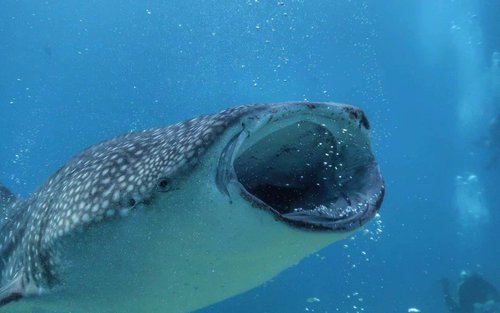 Oslob Whale Shark Snorkeling and Badian Canyoneering Water Adventure