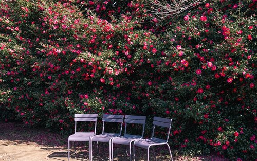 제주 카멜리아 힐 티켓