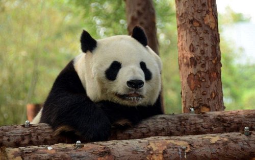 Biglietto per l'Acquario e lo Zoo di Pechino