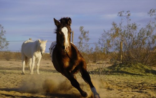 Animal Visit and Adventure Ride Experience in 