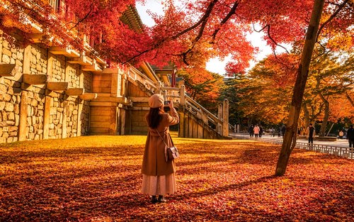 Gyeongju Autumn Foliage & Pink Muhly Tour from Busan