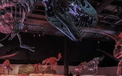 Houston Museum of Natural Science Admission Ticket