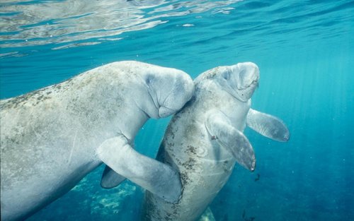 Swim with the Manatee's Day Tour with Transportation