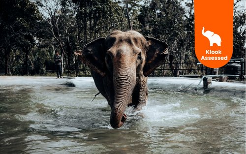Doświadczenie w Phuket Elephant Nature Reserve