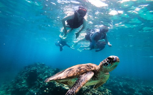 Sea Turtle Snorkel & Blue Cave Exploration 3-Hour Tour! 《Free Pick-up! Free GoPro Photo Data》