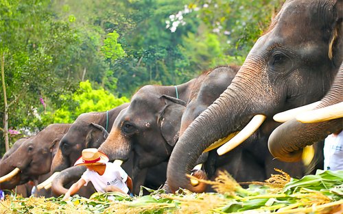 Xishuangbanna Wild Elephant Valley Rainforest Elephant Herding Experience - Private Group Day Tour