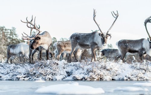 Tierischer Spaßtag im Wildpark Ranua