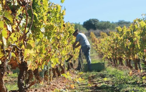 Vineyard tour with wine tasting or lunch in Ronda