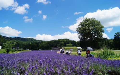 Gunma One-Day Tour: Summer Tambara Lavender Park / Fukiware Falls Autumn Foliage & Luxurious Snow Crab Feast & Harada Farm Fruit Picking & Koedo Kawagoe Old Town (Departing from Shinjuku)