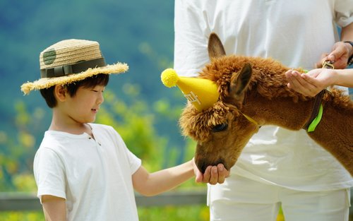 Alpaca World-biljett i Hongcheon, Gangwon-do